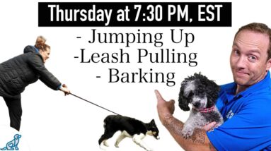 3 Dog Training Steps To Stop ANY Unwanted Behavior