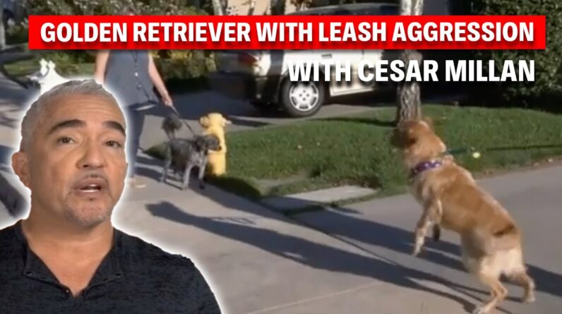 Golden Retriever’s Trauma Turns To Aggression! | Dog Nation Throwbacks