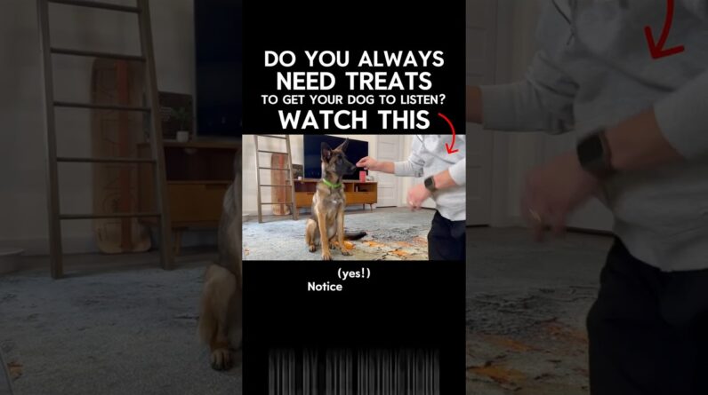 How to Stop Relying on Treats (The Right Way)  #dogtraining
