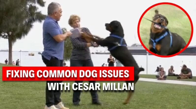 The 4 Most Common Dog Behavior Problems & How To Fix Them | Dog Nation Throwbacks