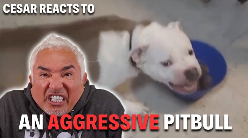 Owner Nearly ATTACKED by His Own Pitbull During Feeding! | Cesar Reacts