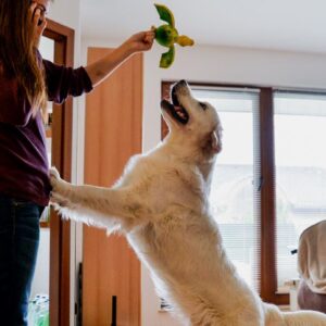 How to Stop a Dog From Jumping on People Fast!