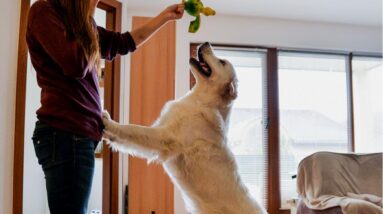 How to Stop a Dog From Jumping on People Fast!