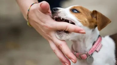 How to Stop a Puppy From Biting