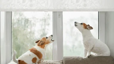 How to Stop a Dog From Barking at Night